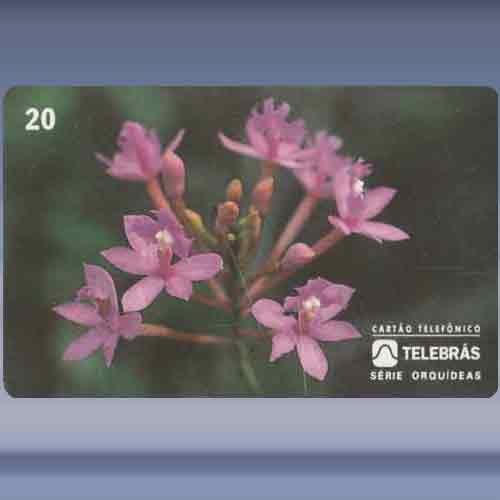 Epidendrum